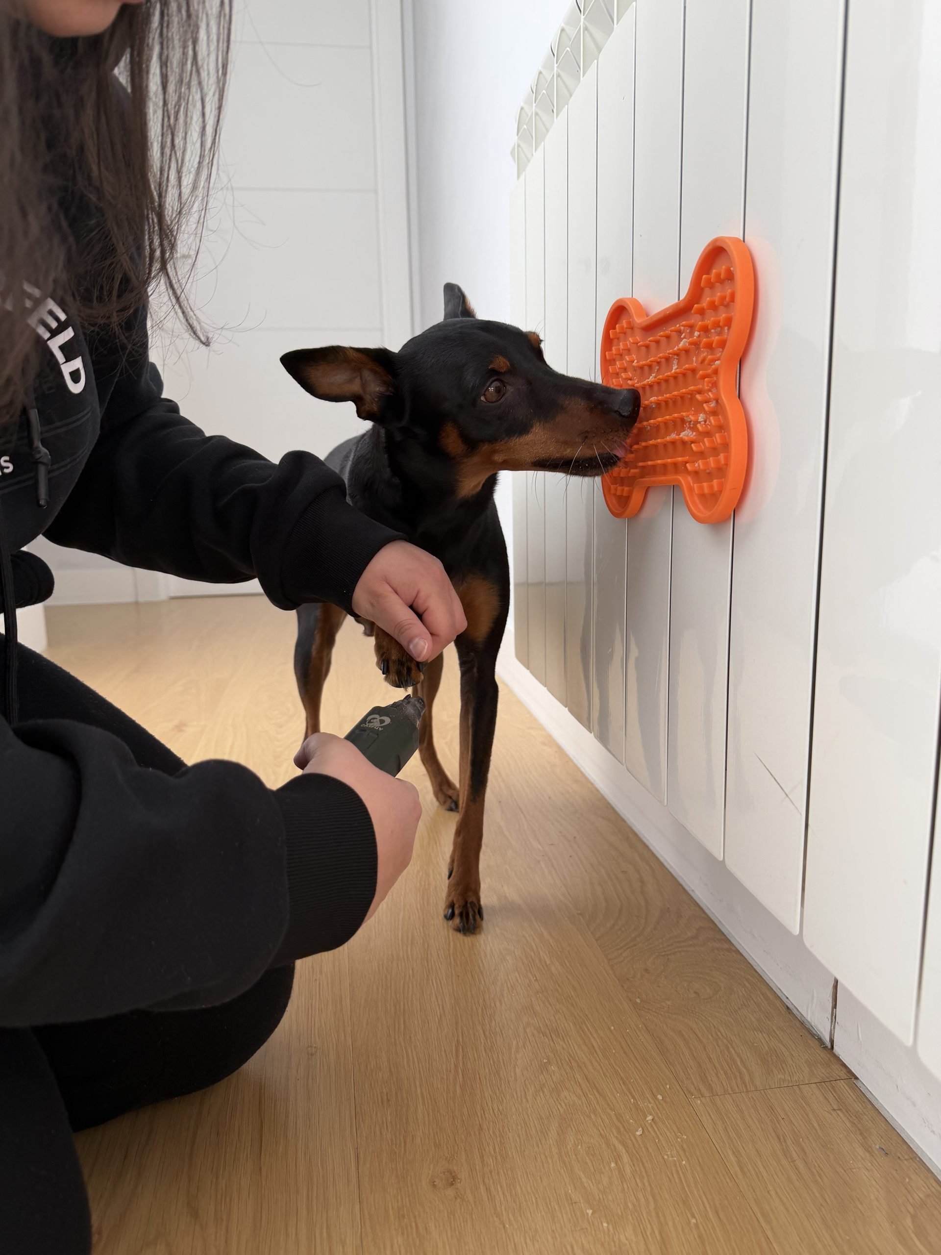 Perro usando una bandeja de lamer mientras le cortan las uñas
