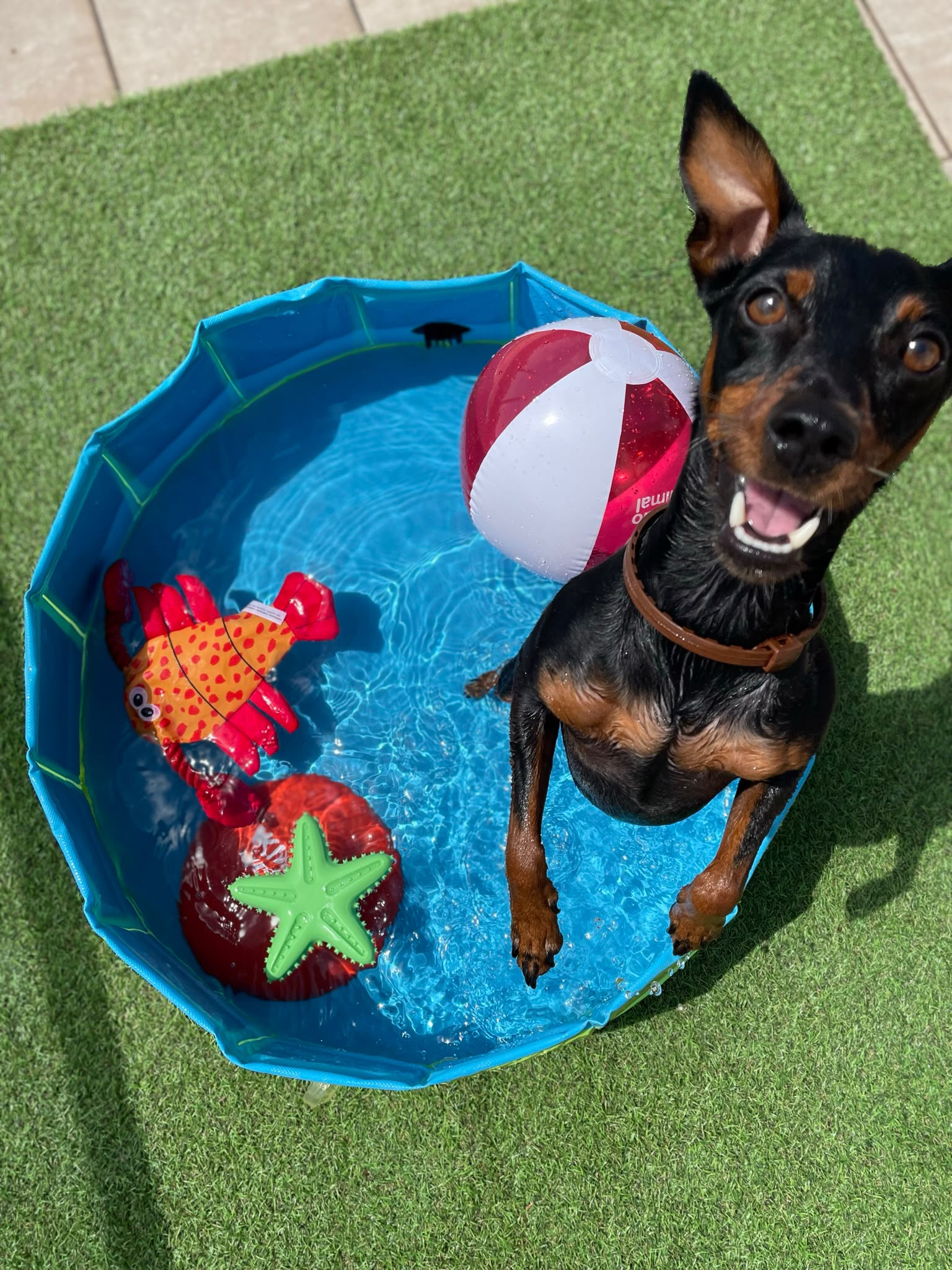 Productos recomendados para perros