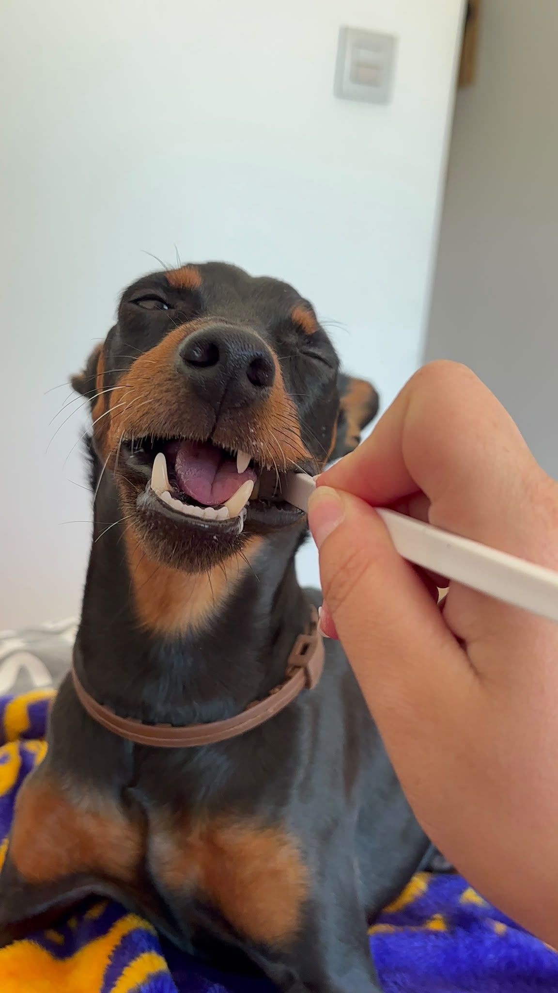 Salud y bienestar para perros