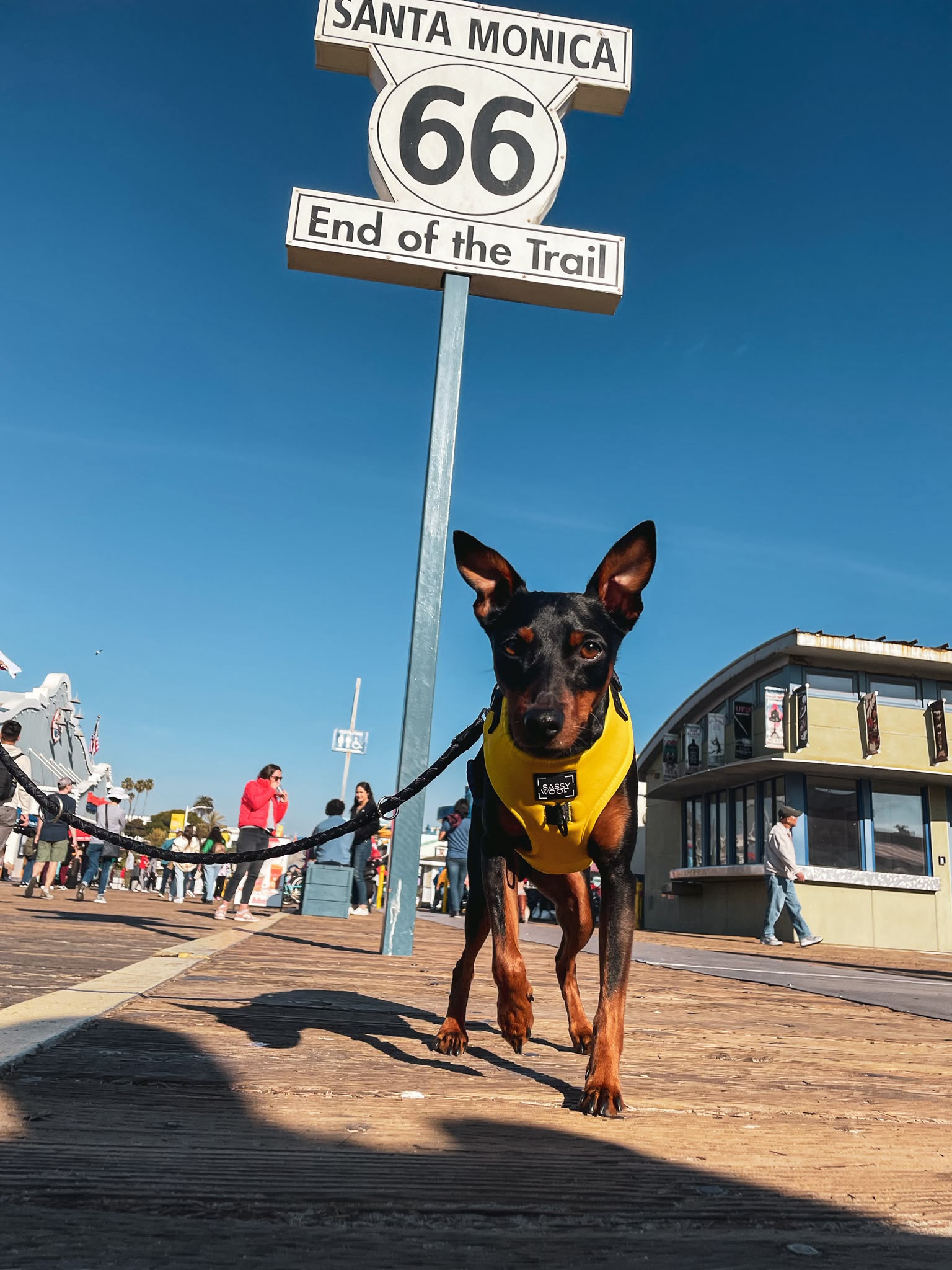 Viajes con perro