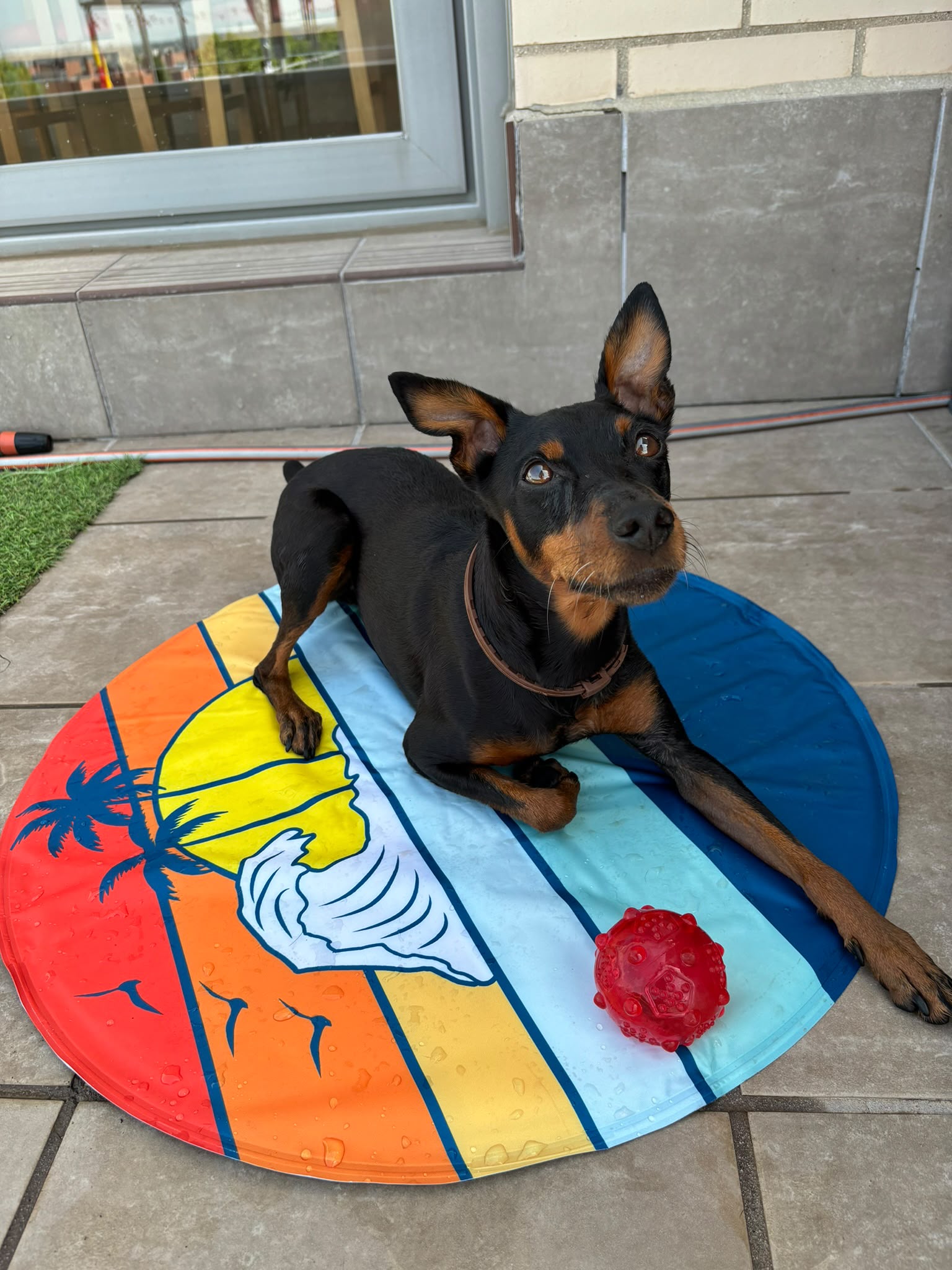 Productos para perros