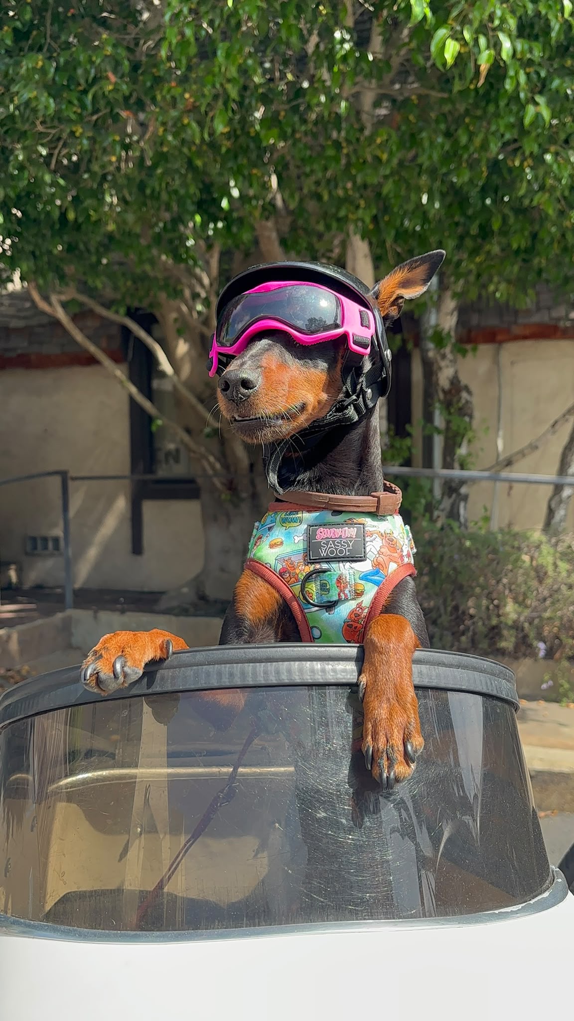 Arnold colaboraciones con marcas pet friendly