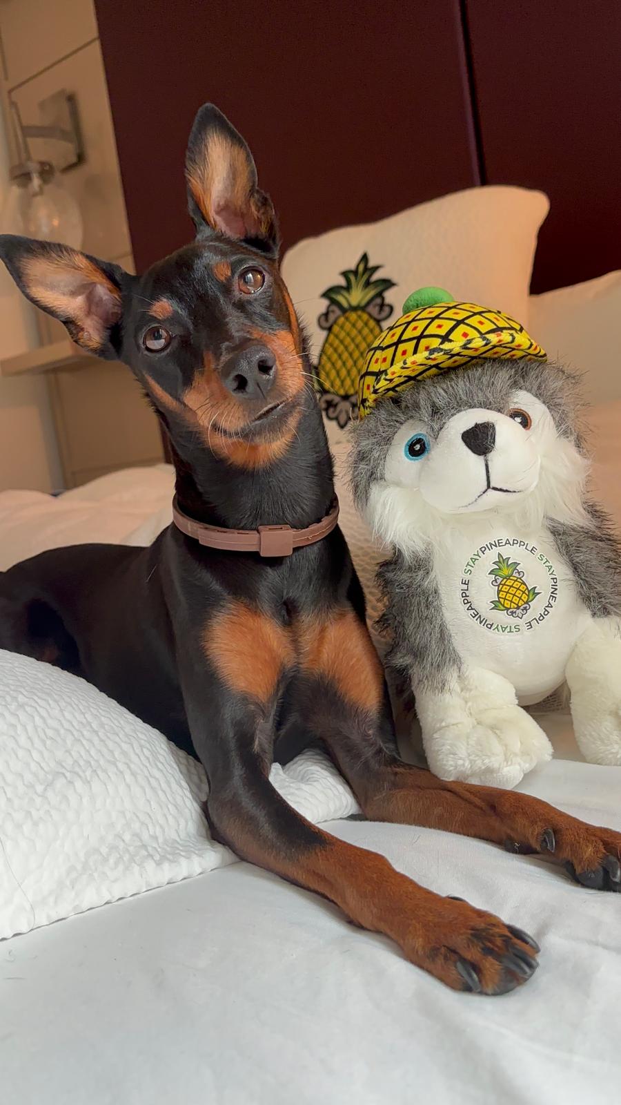 Hoteles pet friendly