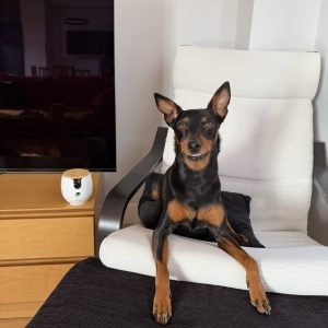 ¿Qué hacer si tu perro no sabe quedarse solo en casa?