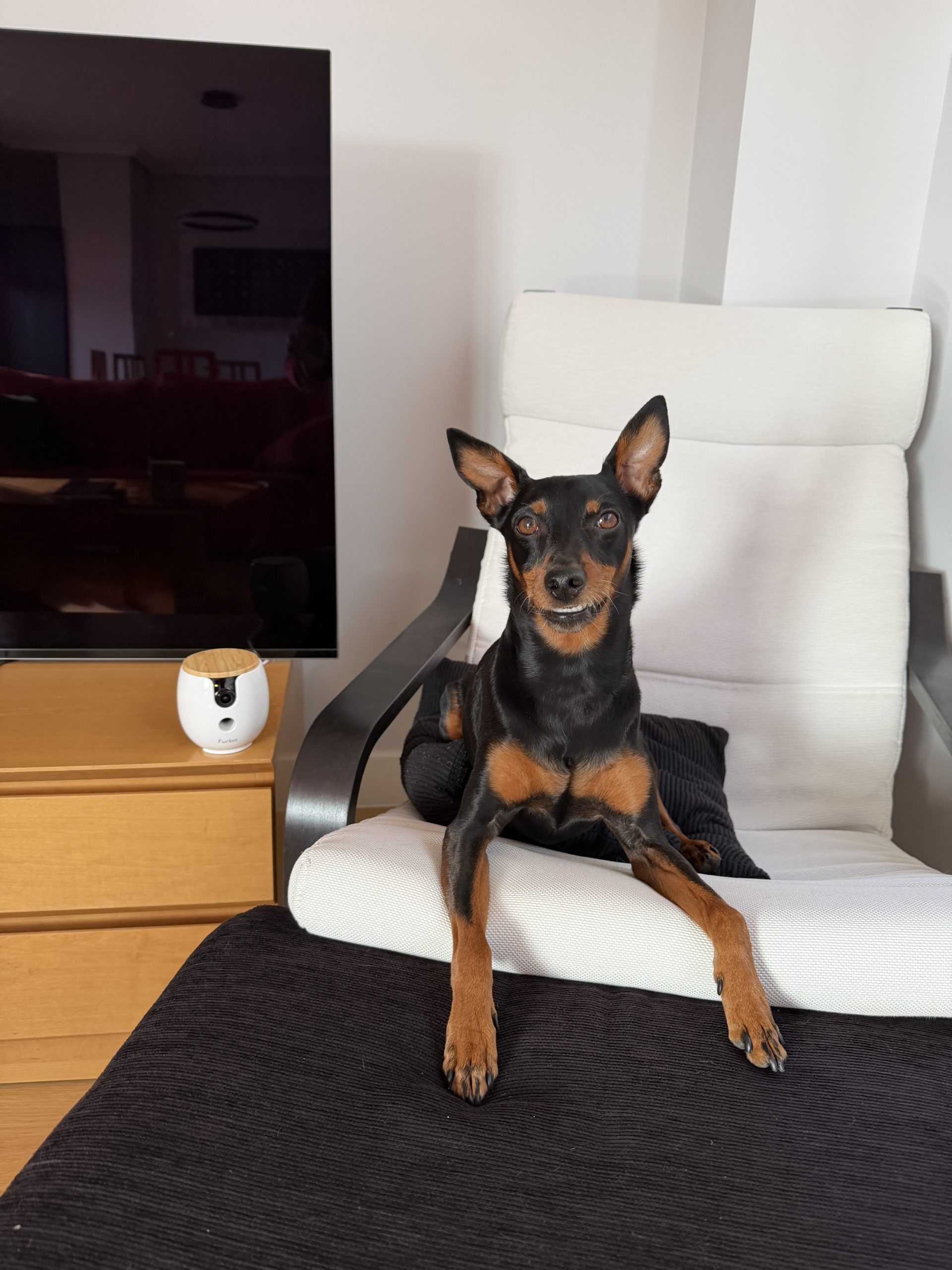 Furbo Mini en casa con Arnold