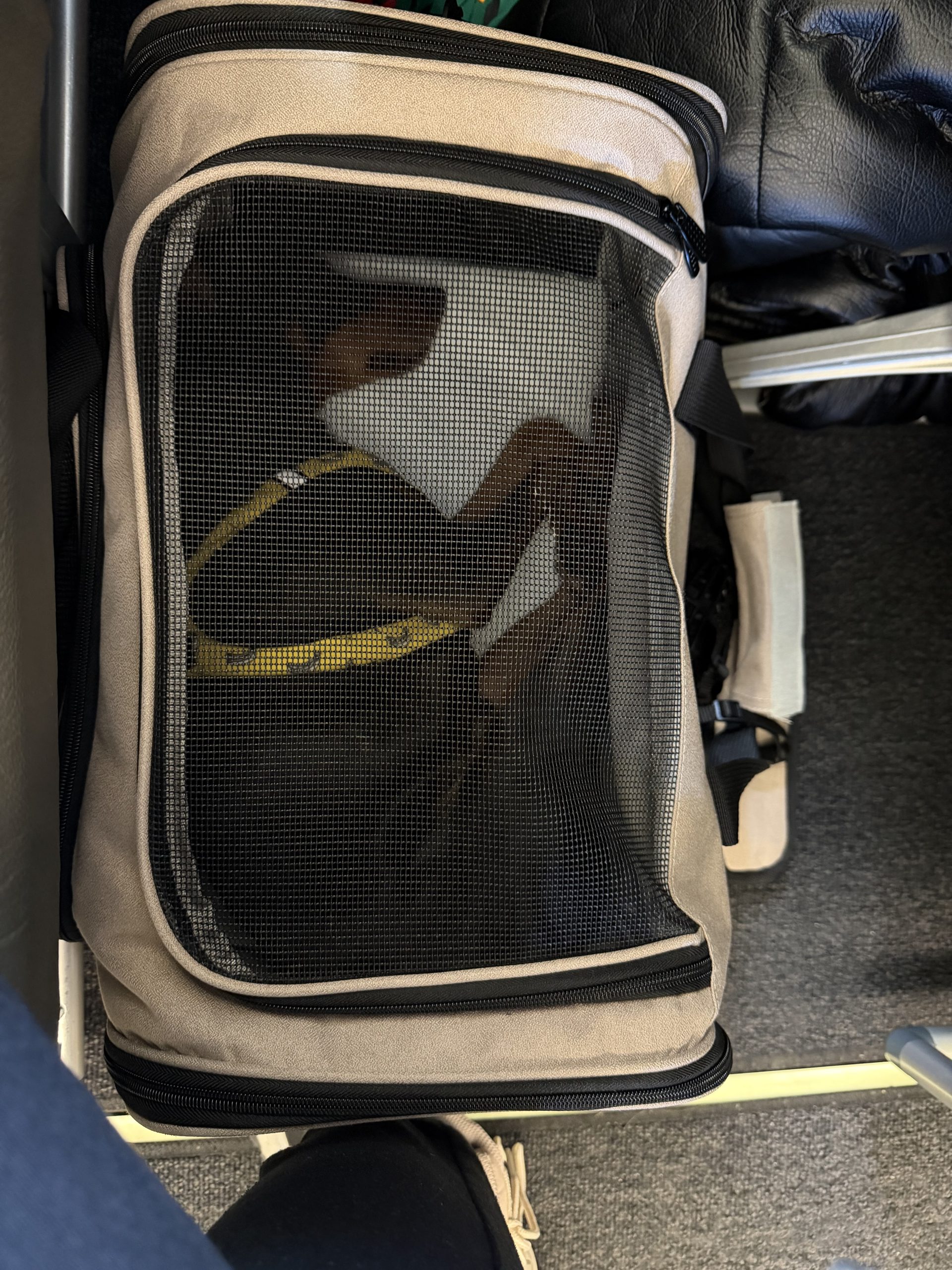 viajar con perro en avión