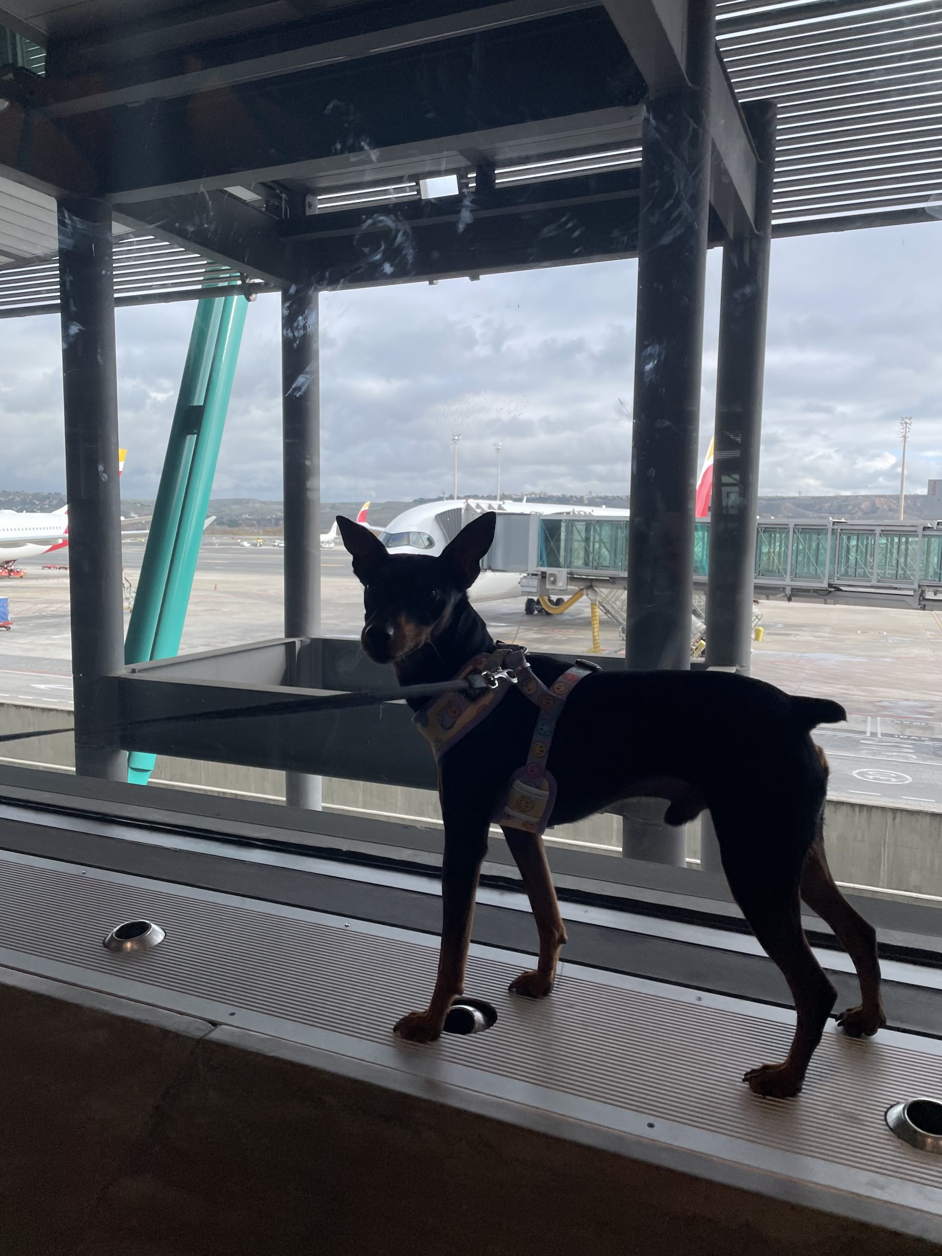 Guía para viajar con perro en avión | Todo lo que necesitas saber (2026) - Imagen 3